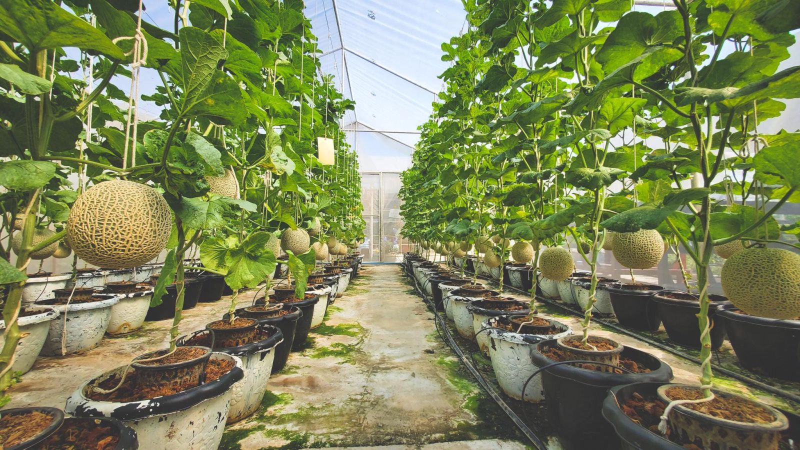 10's point of the beautiful melon farm which guarantees that all